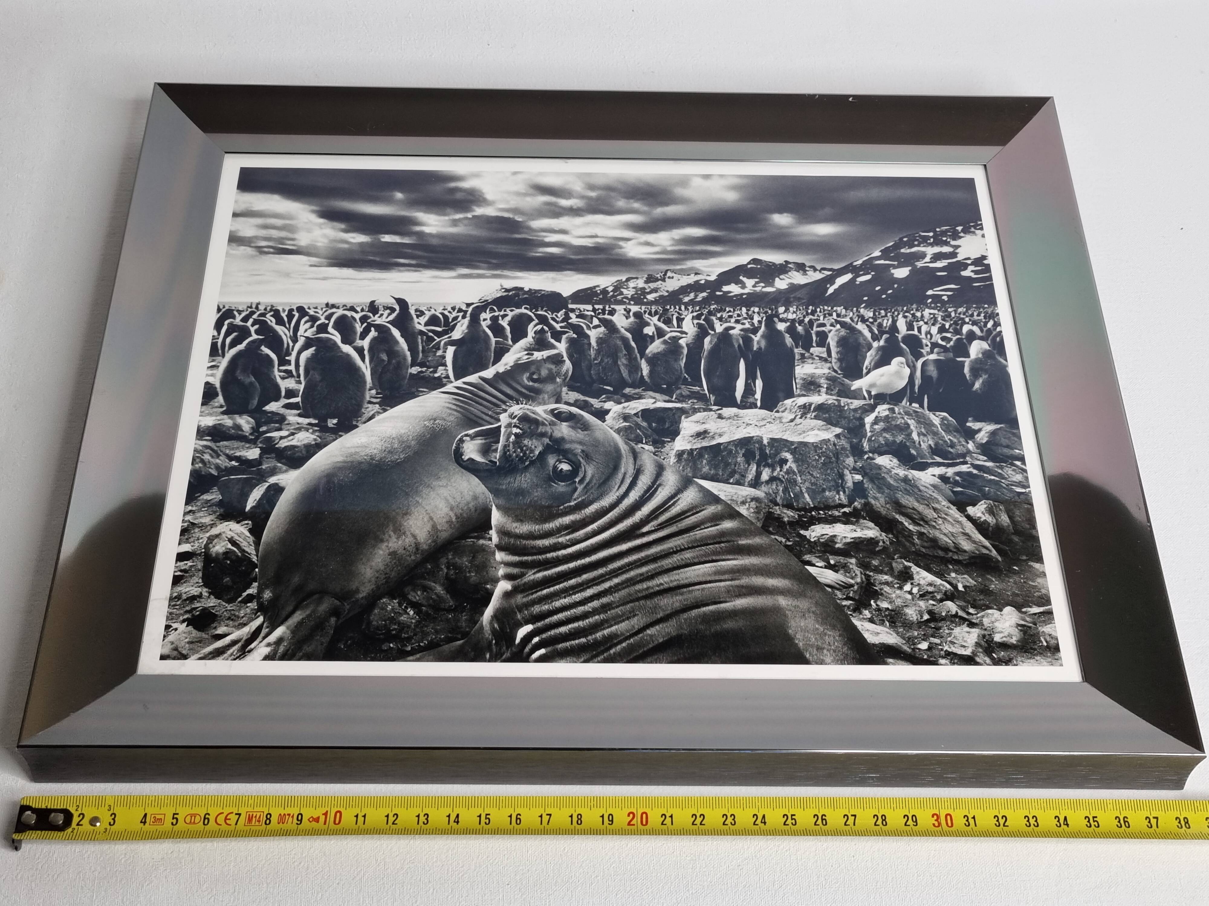 Offset edition in black and white "Genesis" after Sebastião Salgado, framed under glass, 30 x 38 cm