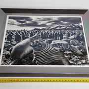 Offset edition in black and white "Genesis" after Sebastião Salgado, framed under glass, 30 x 38 cm