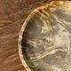 Petrified wood catchall, circular dish or plate in light beige D25 -3