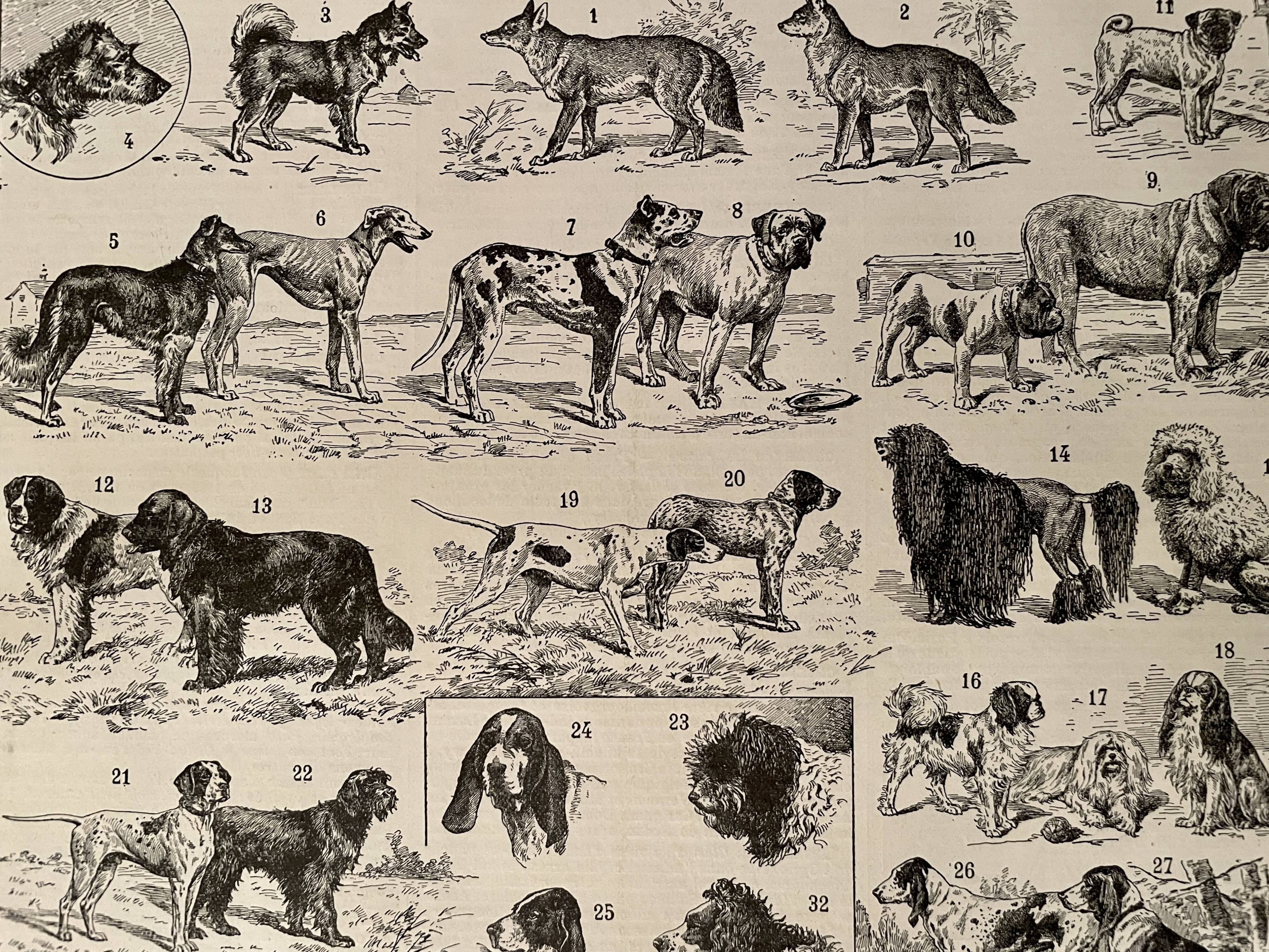 Lithograph engraving on dogs - 1900