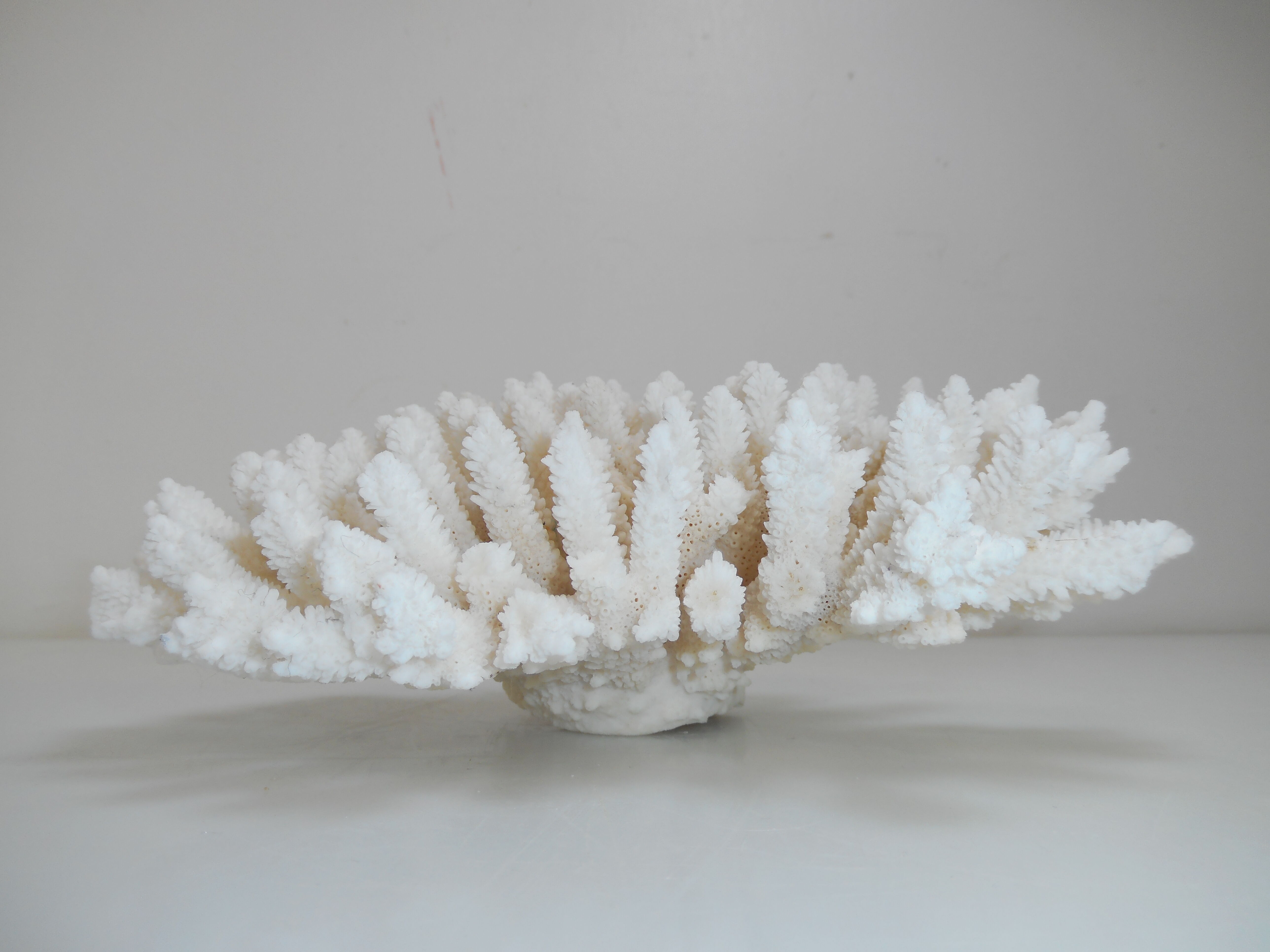 Ancient natural white coral