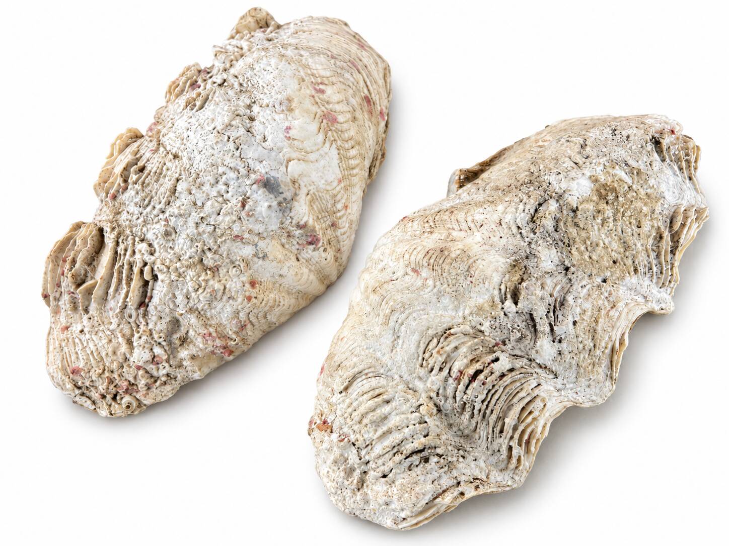 Natural two-valve scallop shell – Curiosity cabinet – 22 cm