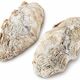 Natural two-valve scallop shell – Curiosity cabinet – 22 cm