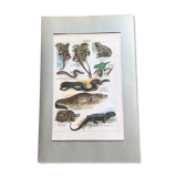 Planche pédagogique originale reptiles