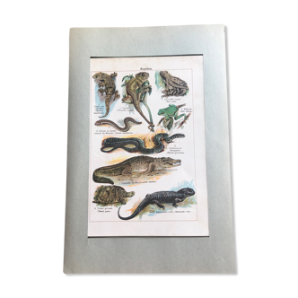 Planche pédagogique originale reptiles