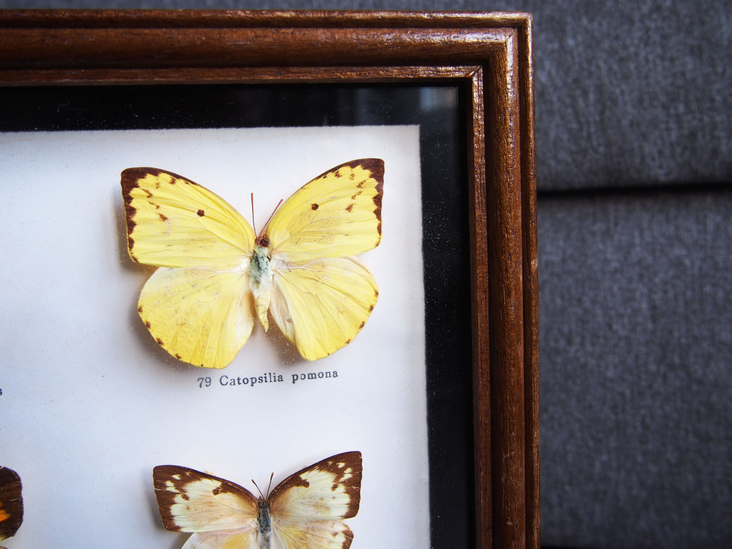 Boite de 6 papillons