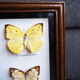 Boite de 6 papillons