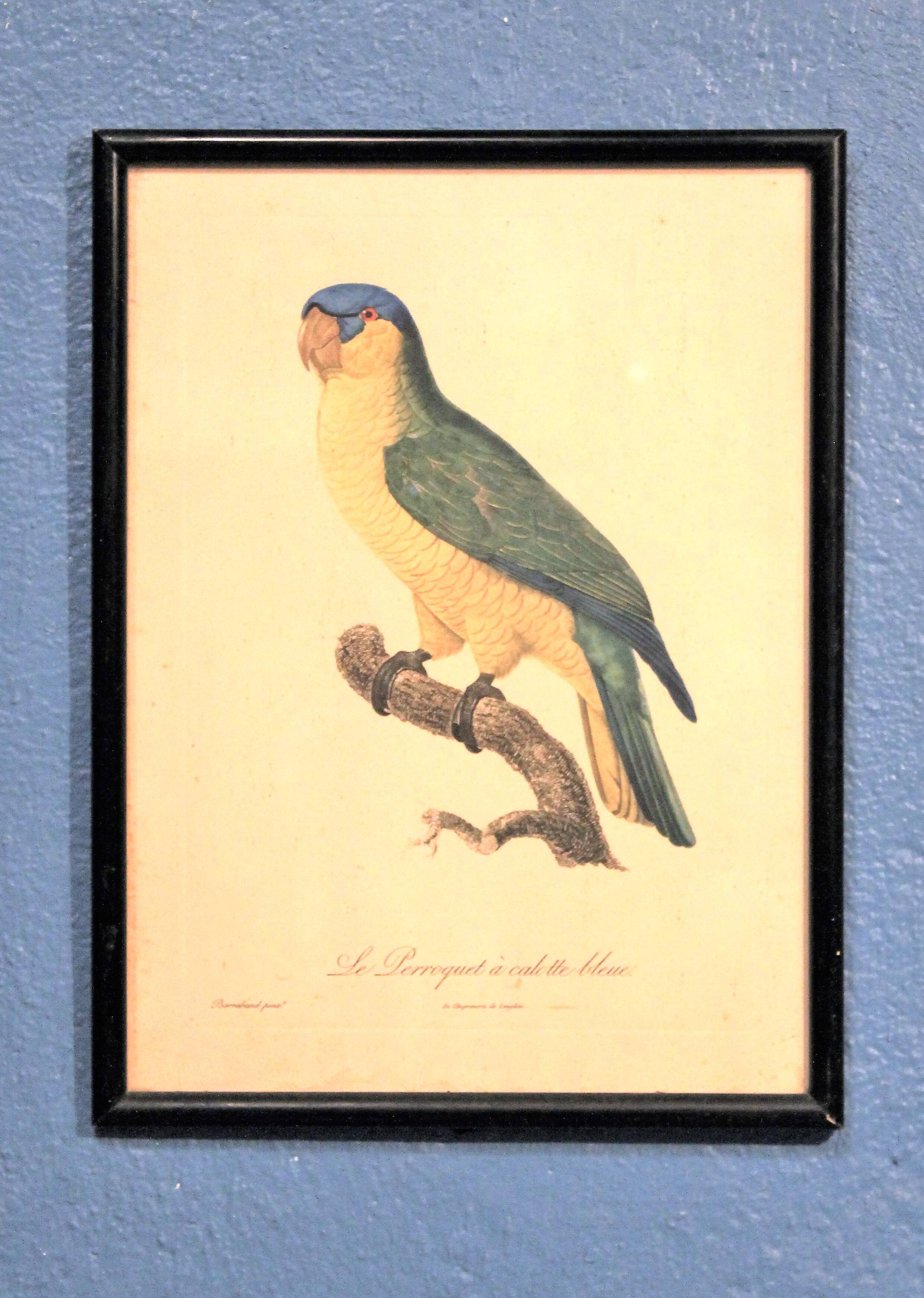 Engraving "Parrot" late 19th century