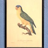 Gravure "Perroquet" fin XIXème