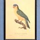 Engraving "Parrot" late 19th century