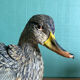 Canard en terre cuite polychrome