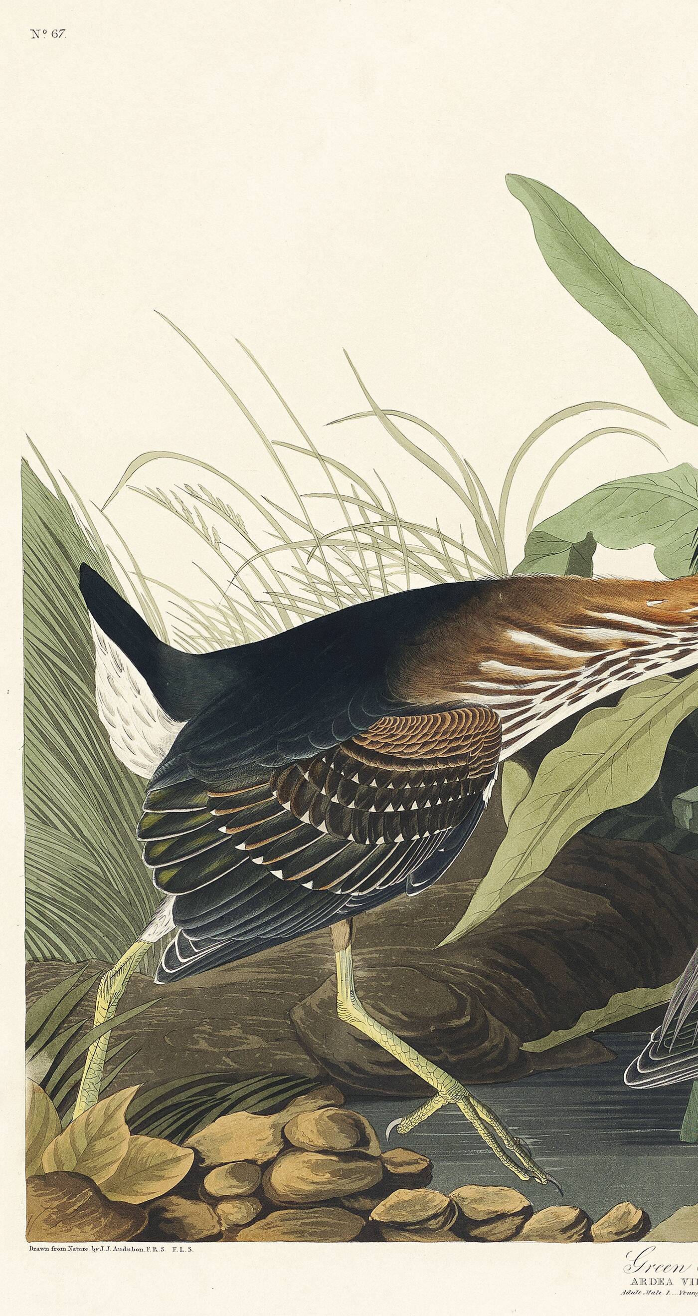 Poster about the Green Heron, based on an old engraving from 1827.