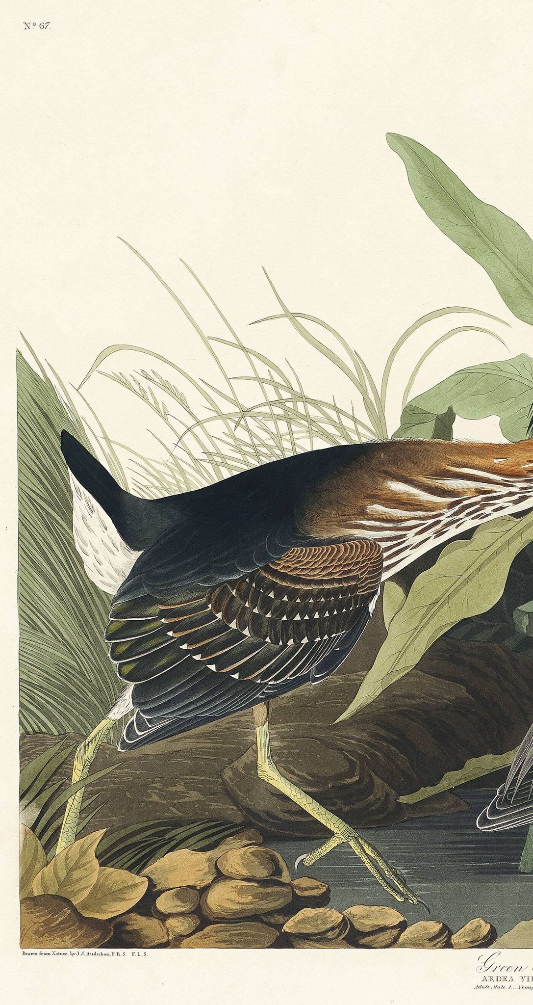 Poster about the Green Heron, based on an old engraving from 1827.