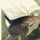 Poster about the Green Heron, based on an old engraving from 1827.