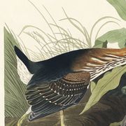 Poster about the Green Heron, based on an old engraving from 1827.