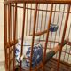 Ancienne cage à oiseaux en bois et rotin