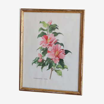 Botanical lithograph Camellia tricolor