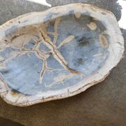Petrified wood cup