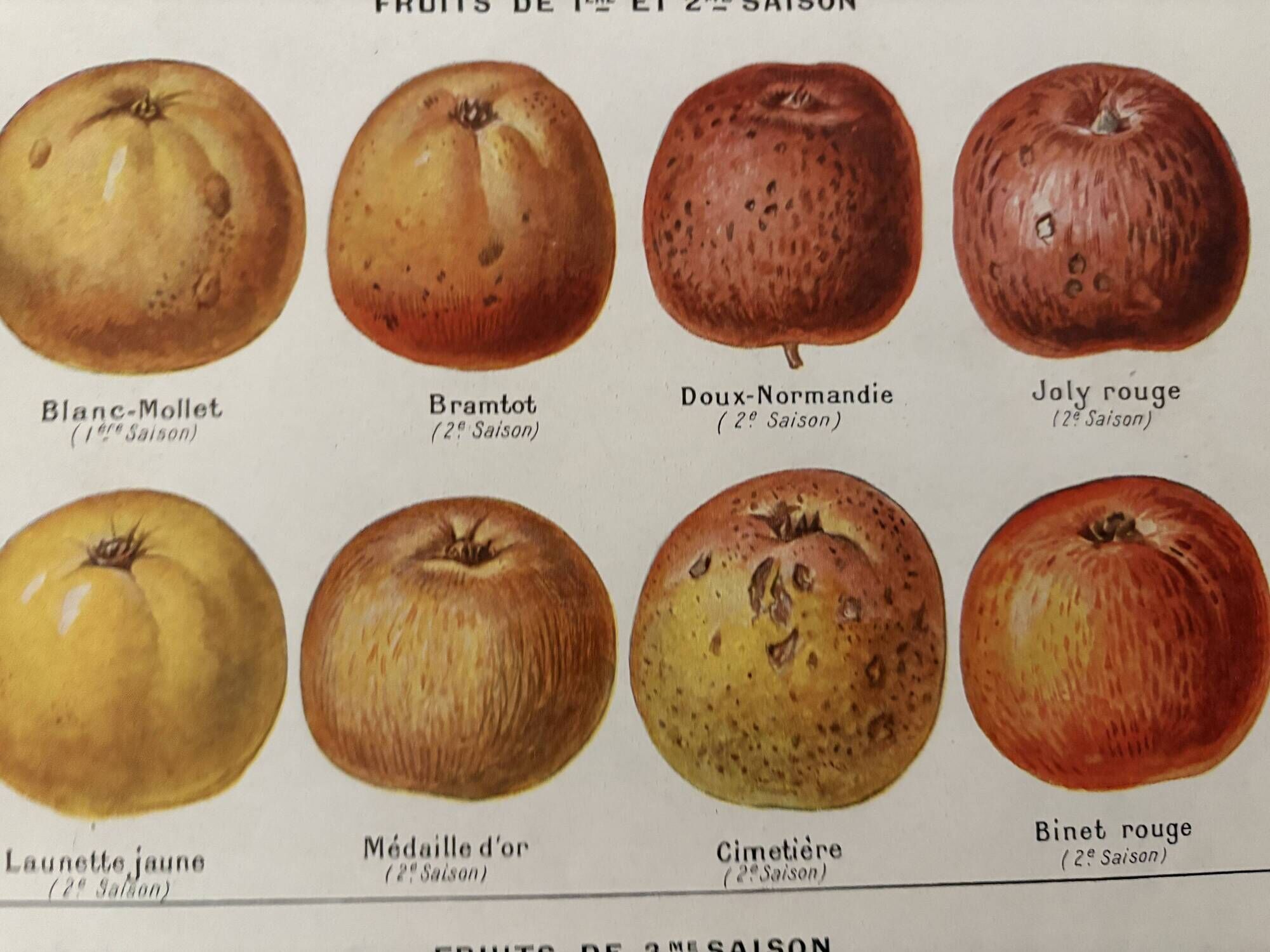 Old illustrated board on cider apples (1920)