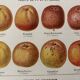 Old illustrated board on cider apples (1920)
