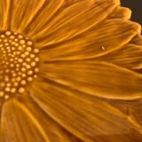 Underside Vallauris Aegitna, Saltalamacchia, sunflower model