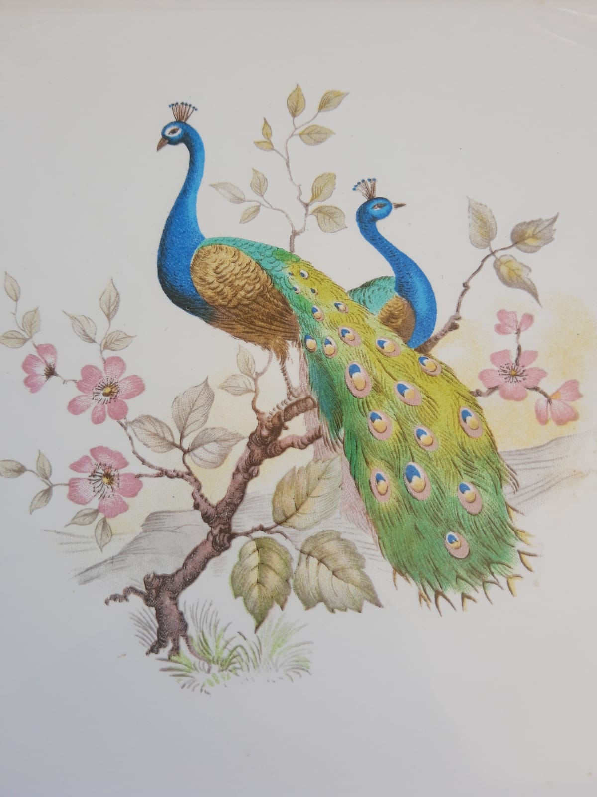 Dish coaster mettlach vintage peacock patterns