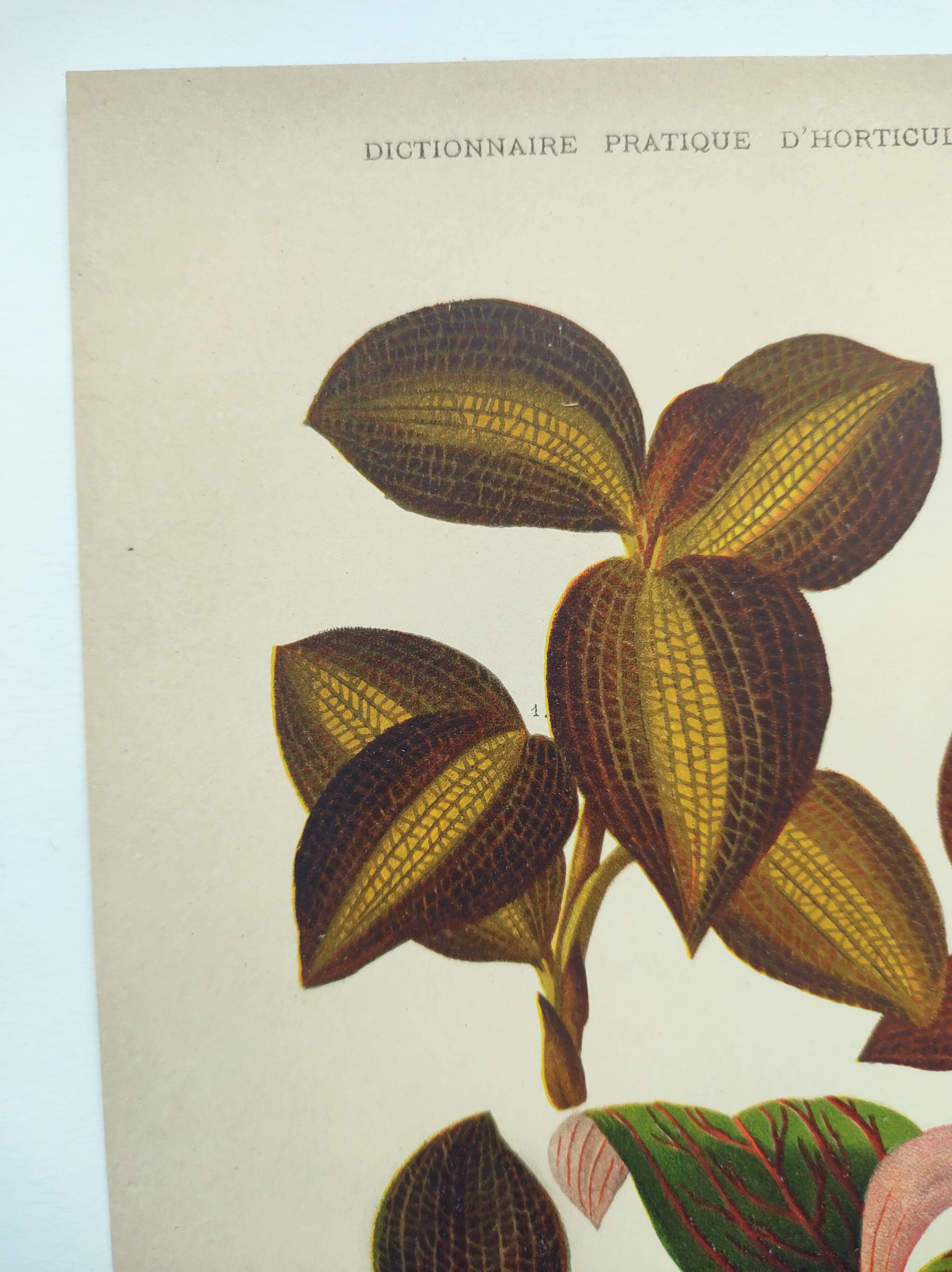 Botanical engraving from 1897 - Anoectochile - Original plate. Ancient nature lithograph of flower