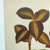 Botanical engraving from 1897 - Anoectochile - Original plate. Ancient nature lithograph of flower