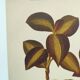 Botanical engraving from 1897 - Anoectochile - Original plate. Ancient nature lithograph of flower