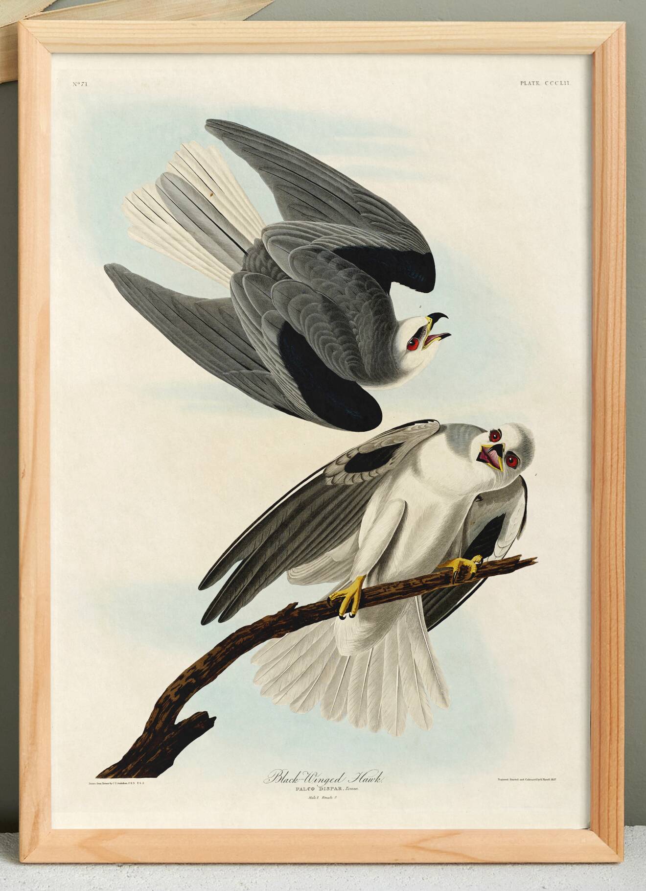 Poster about the White Kite, based on an old engraving from 1827.