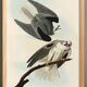 Poster about the White Kite, based on an old engraving from 1827.