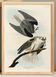 Poster about the White Kite, based on an old engraving from 1827.