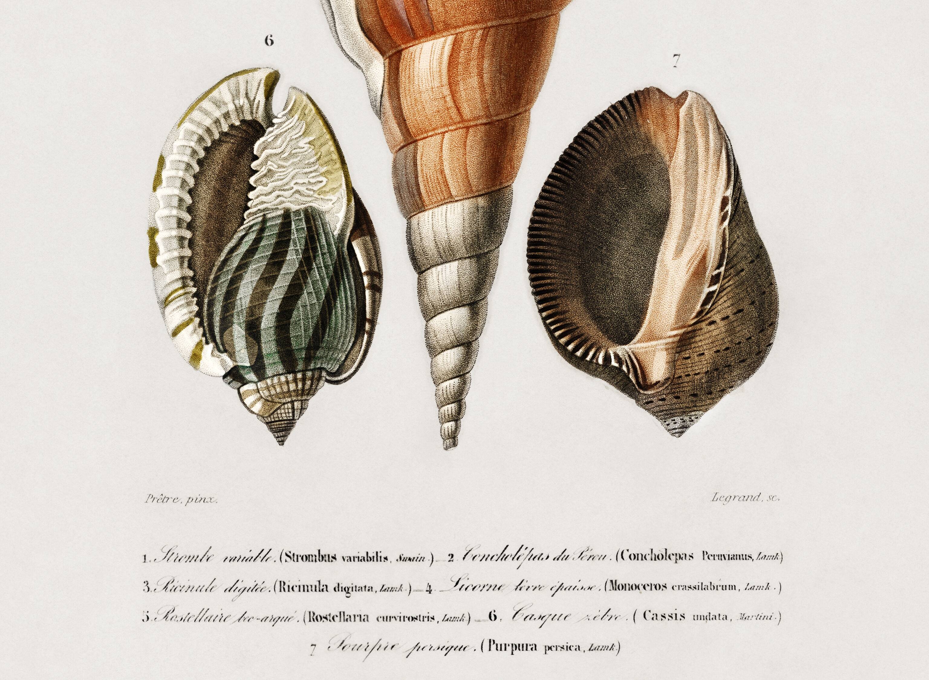 Poster on sea shells, based on an old engraving from 1849.