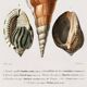 Poster on sea shells, based on an old engraving from 1849.