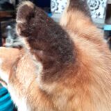 Stuffed fox and naturalized taxidermy