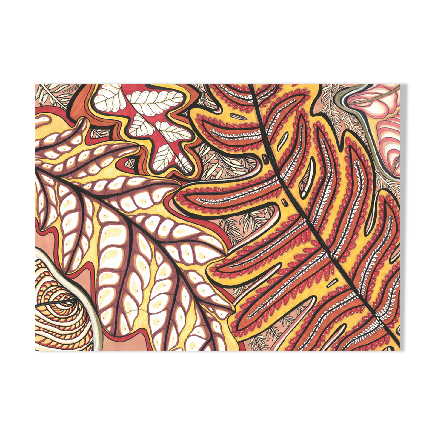 "fern" vegetable illustration