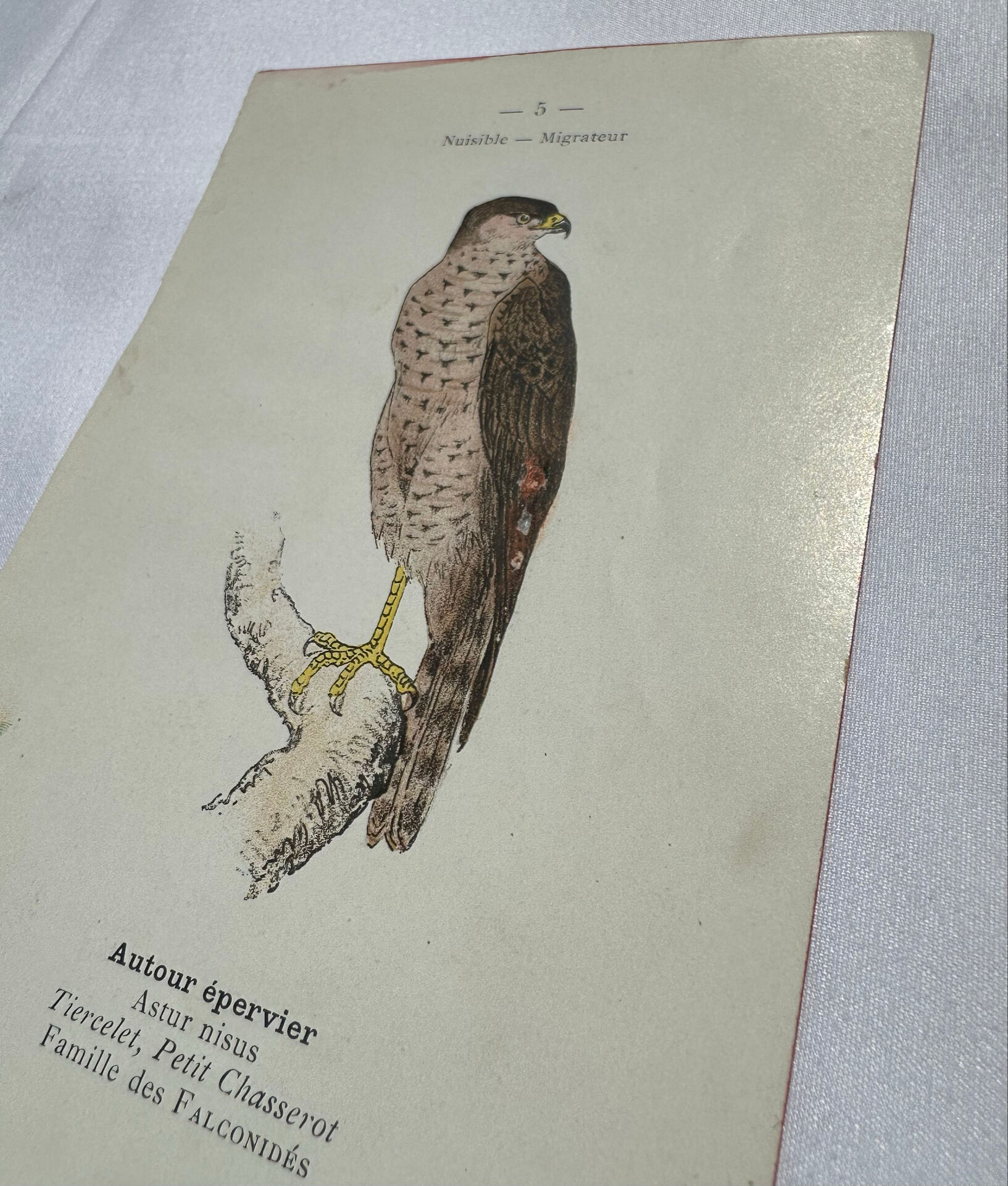 Planche Botanique Gravure oiseaux naturaliste  19eme recto verso  A