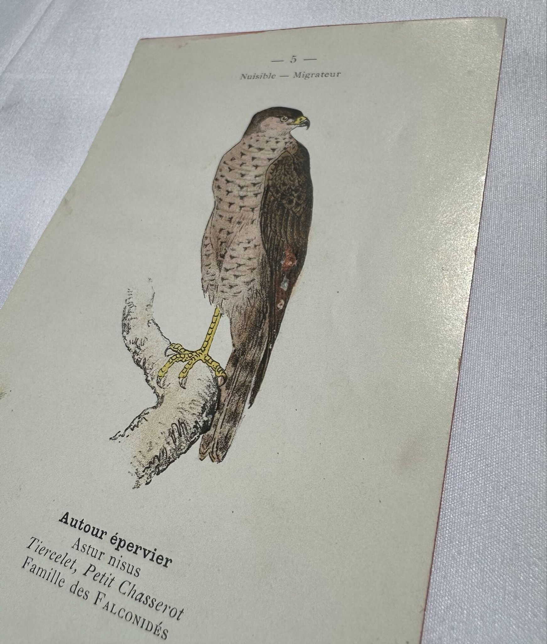 Planche Botanique Gravure oiseaux naturaliste  19eme recto verso  A