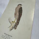 Planche Botanique Gravure oiseaux naturaliste  19eme recto verso  A