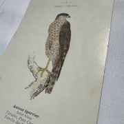 Planche Botanique Gravure oiseaux naturaliste  19eme recto verso  A