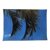 Photographie Palmes Bleu Vert