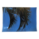Photography Palms Blue Green