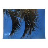 Photography Palms Blue Green