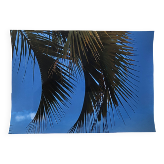 Photography Palms Blue Green