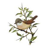 Old bird board 1960s - Gray Warbler - Zoological and ornithological illustration