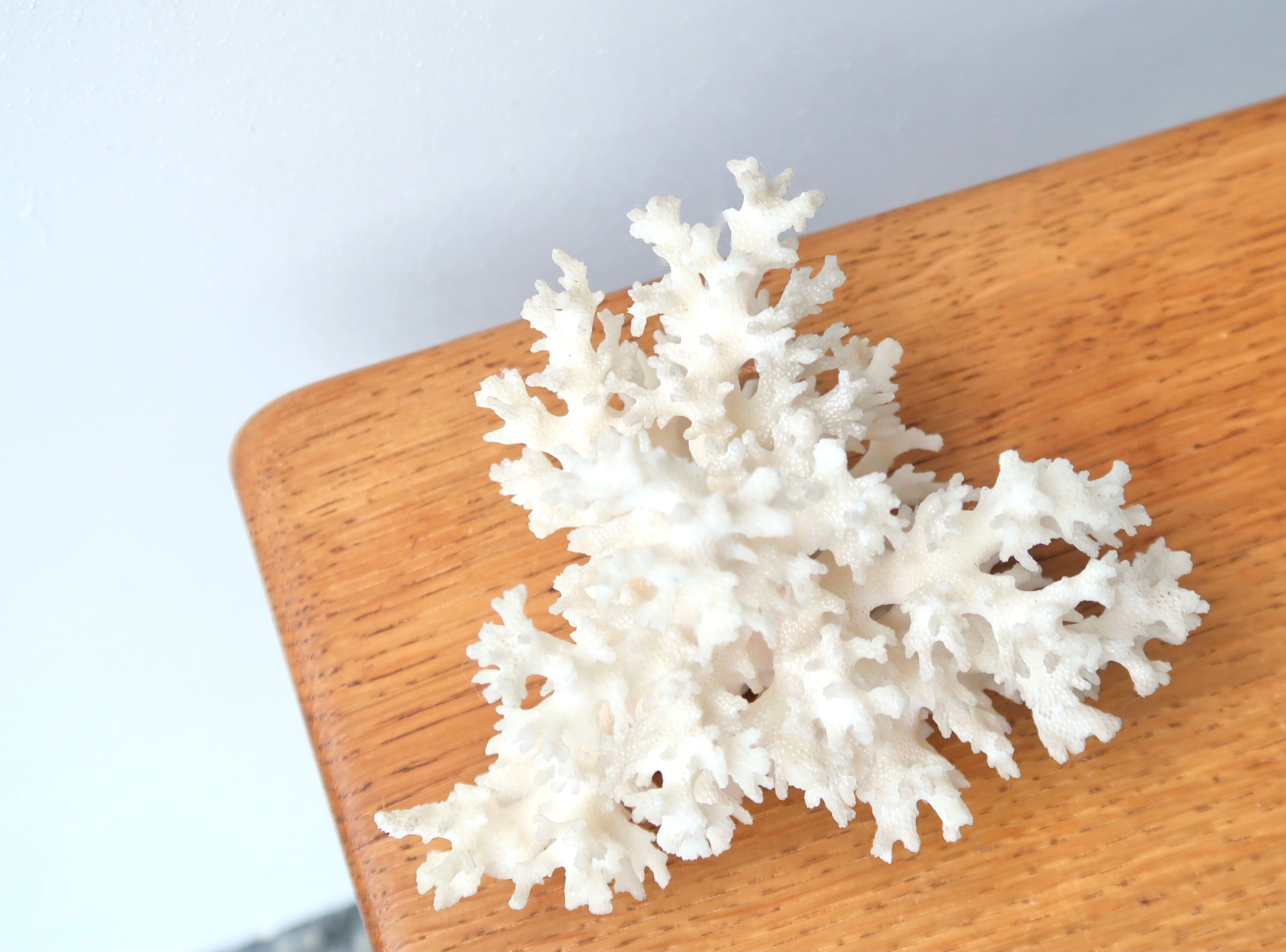 White coral branch, 70s