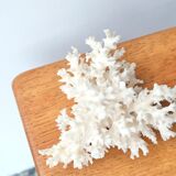 White coral branch, 70s