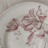 Flat plate iron earth / Christmas rose