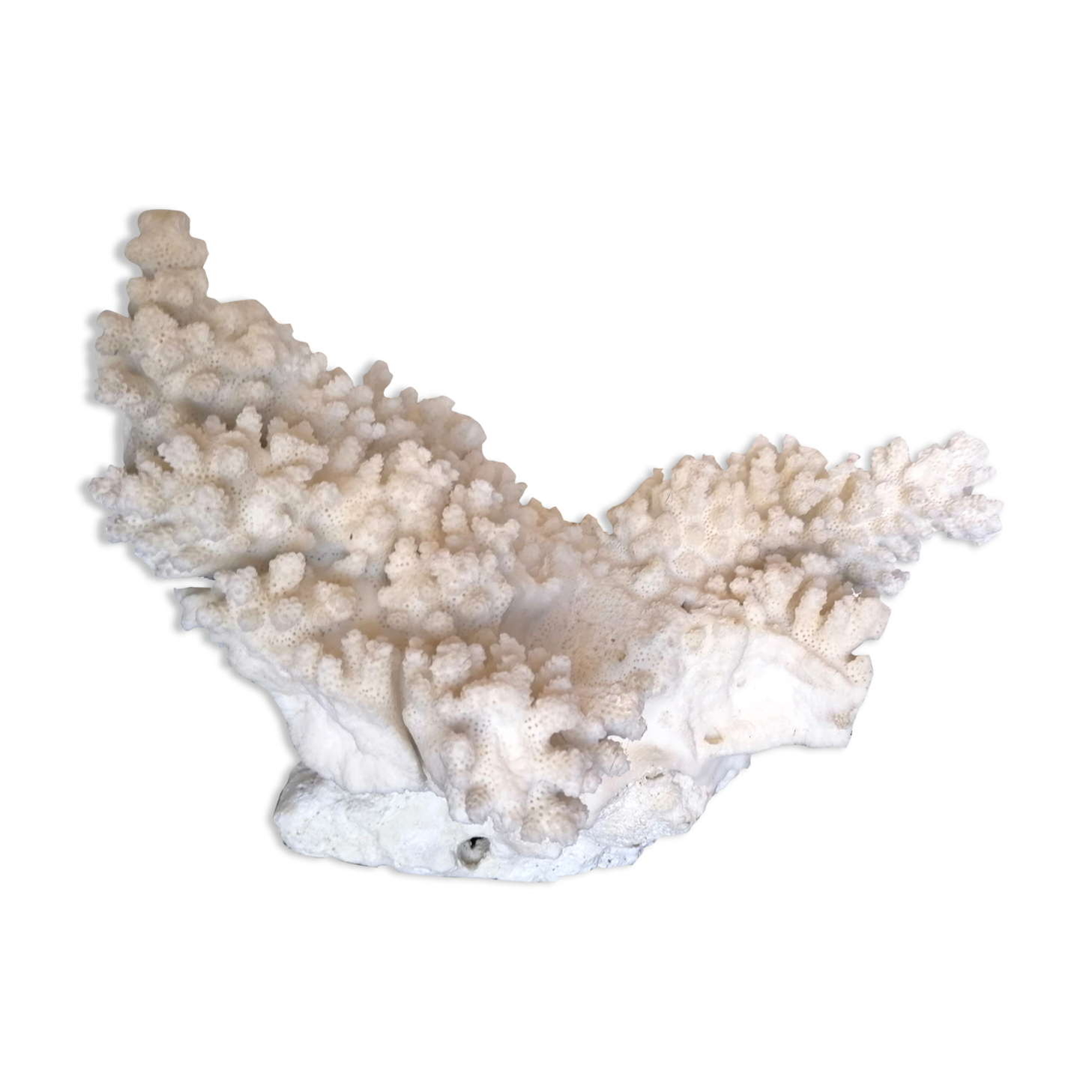 Ancient coral XL