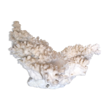 Ancient coral XL